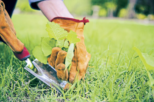 Сирће очас посла уништи коров 